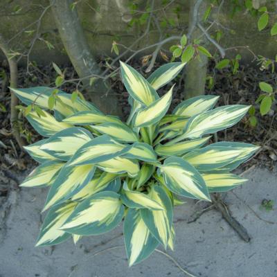 Hosta 'Party Popper'